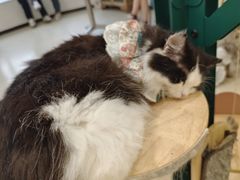 -共舞时光猫咖·狗咖(新街口店)
