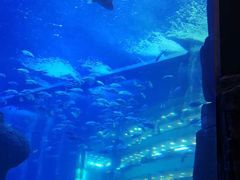 -成都浩海立方海洋公园