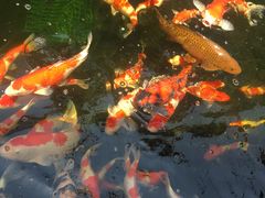 -华庭苑农家乐(旺山店)