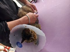-中农国际动物医院24小时·猫科·骨科·急重症中心