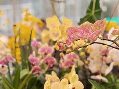 -上海鲜花港