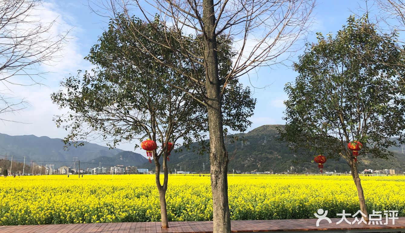 湖岭 桐浦油菜花 春季赏景好去处