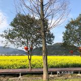 湖岭 桐浦油菜花 春季赏景好去处