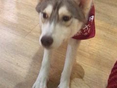 -Husky Go! 哈士奇体验馆·宠物咖啡厅狗咖