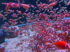 -海合安成都极地海洋公园