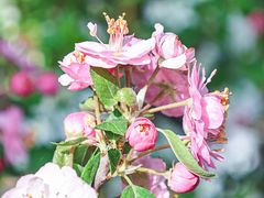 -海棠花溪(元大都城垣遗址公园)