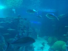 -悉尼海洋生物水族馆