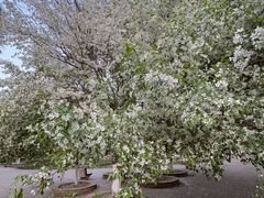 -长白岛森林公园