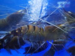 -周姑娘不等味·牛羊肉火锅·螃蟹罗氏虾·烤鱼烤串(高邮店)