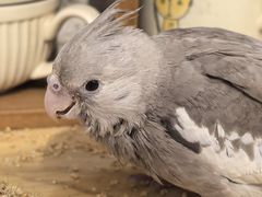 -吉丁鸟咖·异宠·寄养