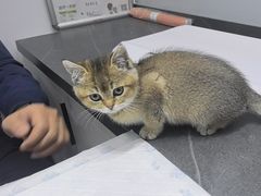 -派特宠物医院(圆融广场店)