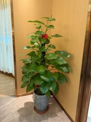 -香港倾城国际·美容美体中心