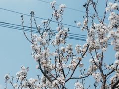 -樱桃山旅游景区