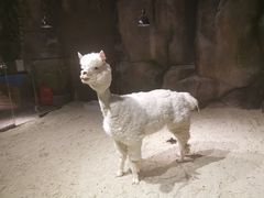 -zoonana室内动物园(东方福来德店)