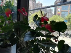 -斯比特花园意大利餐厅(缤谷广场店)