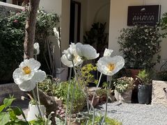 -AHAVA·Fang Baking Studio