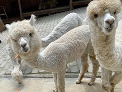 -栾川竹海野生动物园