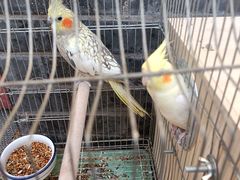 -伊隆斋(什刹海店)