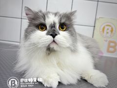 -BABIT巴比特宠物(MOMOPARK店)