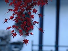 -何园