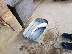 -姥家大锅台水库渔家