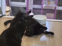 -欧奕国际动物医院