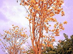 -香蜜公园