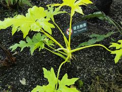 -国家植物园南园