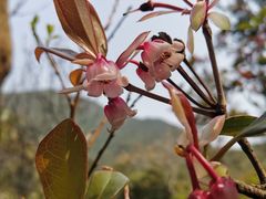-梧桐山风景名胜区