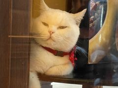-more than meow吴止猫主题餐厅(承德 中船汇店)