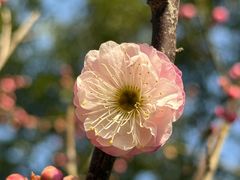 -星巴克臻选(浦东嘉里城店)