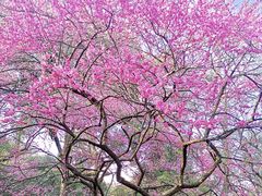 -杭州植物园