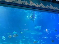 -烟台海昌鲸鲨海洋公园