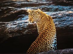 -罗红摄影艺术馆