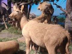 -国家自然博物馆