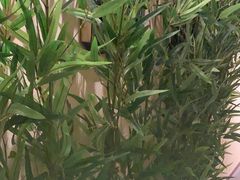 -耳艺采耳·足疗·按摩SPA(市桥店)
