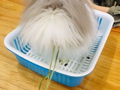 -藦茜花园宠物主题亲子互动体验馆(国顺东路店)