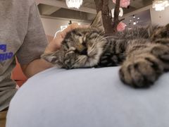 -浣熊柯尔鸭土拨鼠·电玩咖