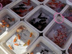 -中环花鸟鱼虫市场