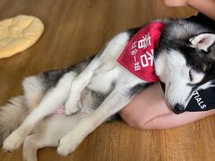 -Husky Go! 哈士奇体验馆·宠物咖啡厅狗咖