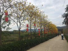 -天适樱花悠乐园