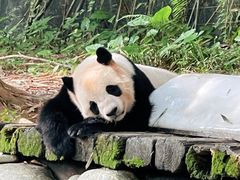 -广州长隆野生动物世界