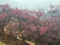 -新建村梅花