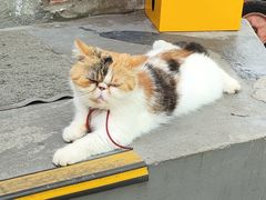 -猫岛主趣味餐厅(鼓浪屿店)