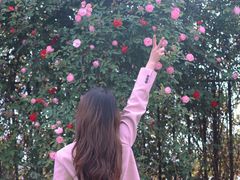 -三圣花乡旅游区