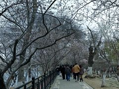 -桃花堤公园
