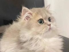 -猫十亿·布偶金渐层·曼基康矮脚猫舍(青年路店)