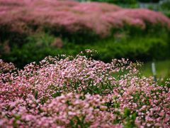 -花开海上生态园