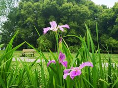 -上海共青森林公园