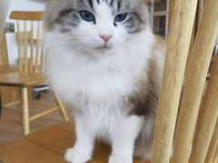 -猫的茶·猫咖